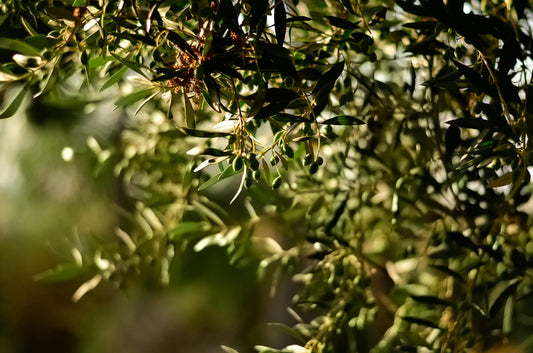 Guide to Starting Olive Oil Exports to the U.S.