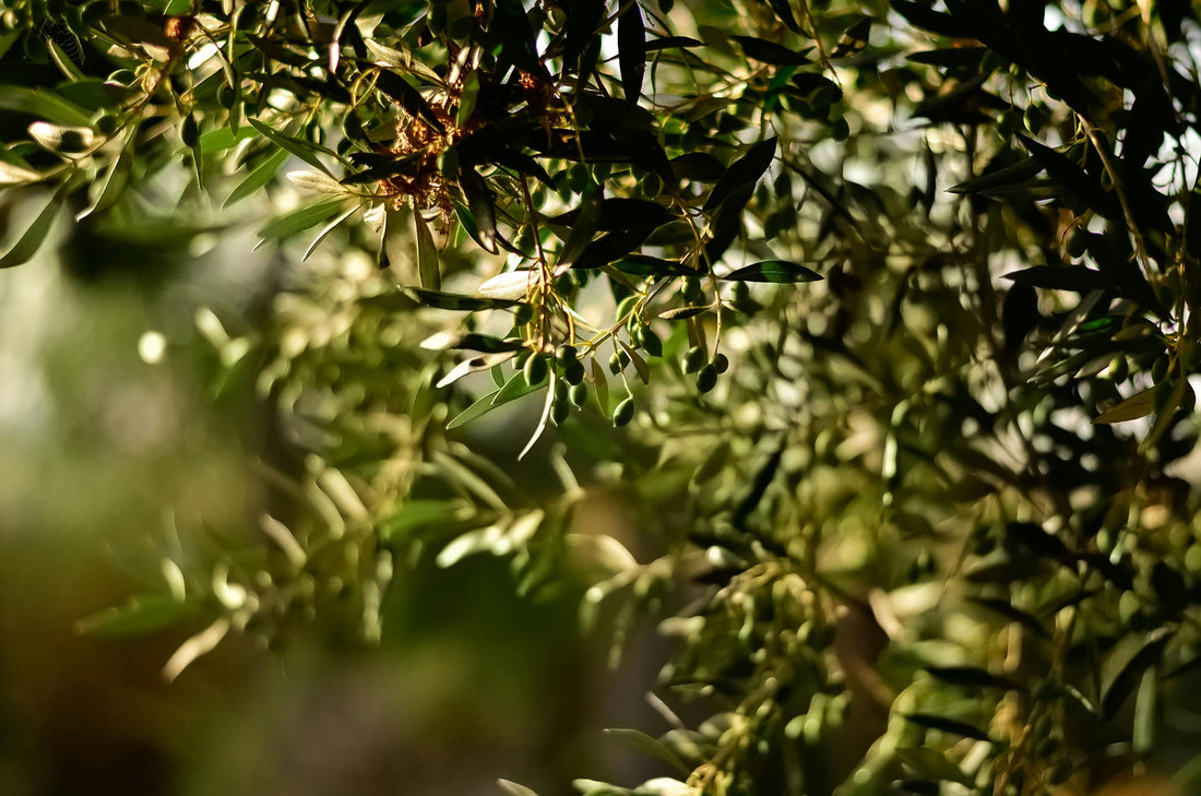 Guide to Starting Olive Oil Exports to the U.S.